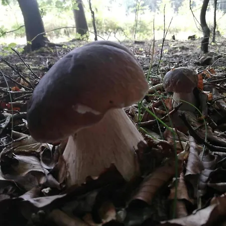 At The Knappensee In Gross Saerchen Appartement Neufriedersdorf